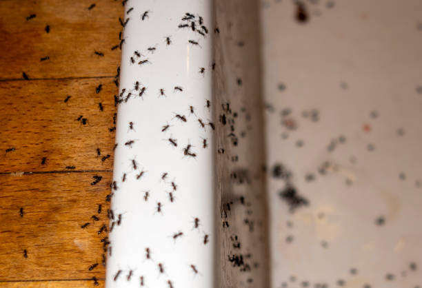 Pest Control for Restaurants in Hermantown, MN